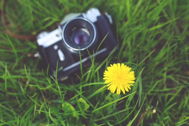 Camera and dandelion