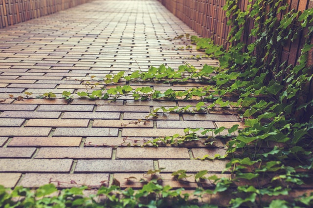 Ivy growing over path